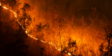 Microorganismos nativos: la apuesta científica para recuperar bosques tras los incendios en Chile