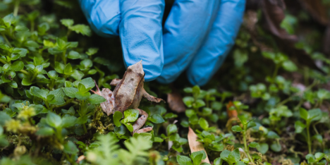 Revelan cómo el hongo quítrido se propaga y empuja a la ranita de Darwin a la extinción en Chile