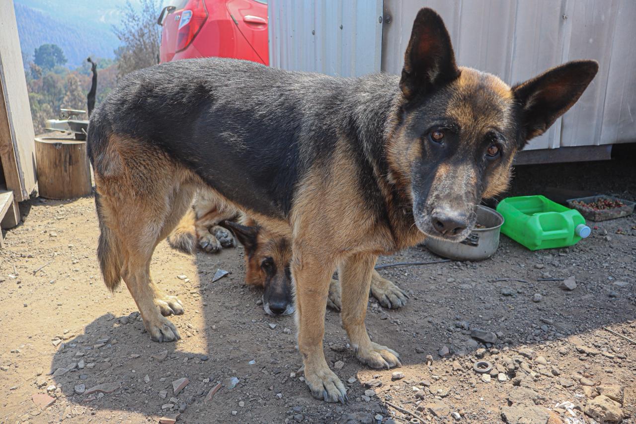Mascotas perdidas en Ñuble y Biobío por incendios: plataforma digital sigue activa para su búsqueda