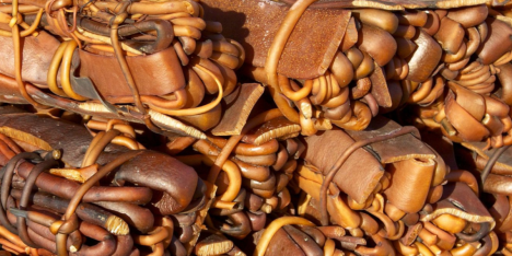 Investigadoras chilenas desarrollan micoproteína de algas para impulsar los alimentos del futuro