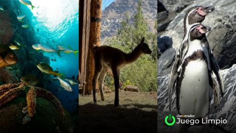 La otra cara de la moneda: la acción coordinada sí tiene efectos reales