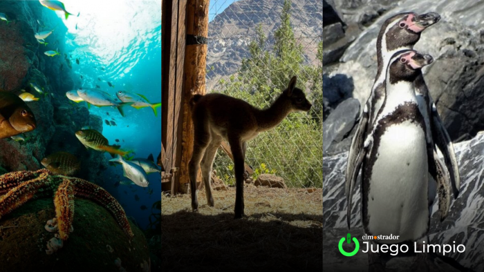 La otra cara de la moneda: la acción coordinada sí tiene efectos reales