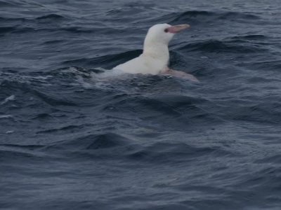 Investigación registró primer hallazgo de pingüino de Humboldt albino en la Región del Biobío
