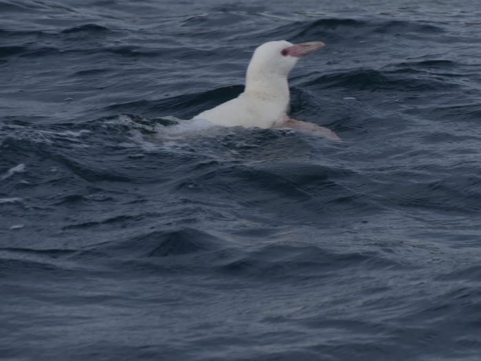 Investigación registró primer hallazgo de pingüino de Humboldt albino en la Región del Biobío
