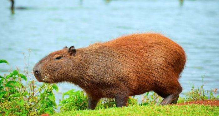¿Amante de los animales? El lado más natural y educativo de Río de Janeiro