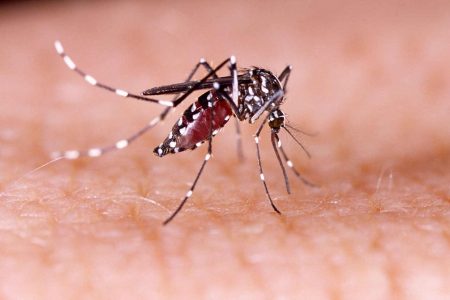 Alerta por dengue en Chile: qué es el Aedes aegypti y cómo prevenir contagios