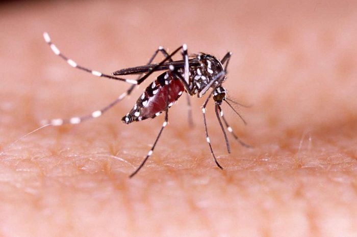Alerta por dengue en Chile: qué es el Aedes aegypti y cómo prevenir contagios