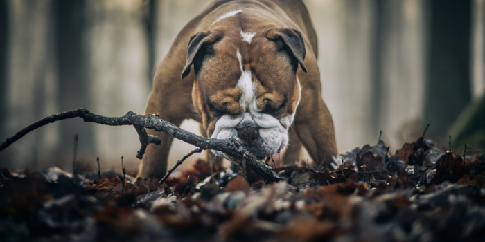 Mascotas afectadas por incendios: por qué el seguimiento del tutor es clave para su recuperación