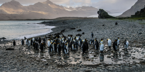 Fortuna Bay: pingüinos rey, elefantes marinos y la huella de Shackleton en Georgia del Sur