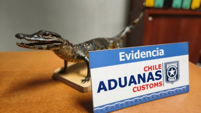 Aduanas descubre a pasajera que intentaba ingresar a Chile con yacaré bebé disecado en su maleta