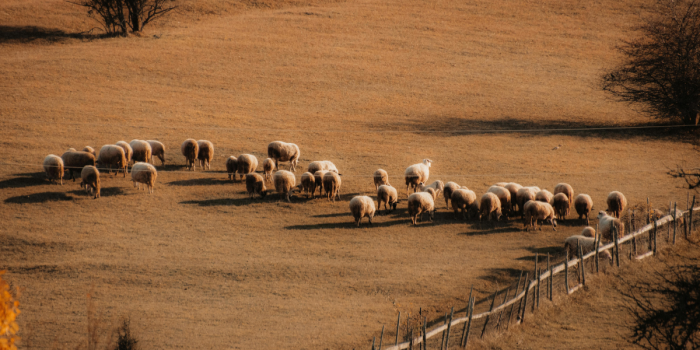 Pastizales y pastores: por qué la mitad del planeta depende de estos ecosistemas clave