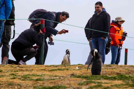 Isla Magdalena: cuando el turismo tapa la crisis de los pingüinos