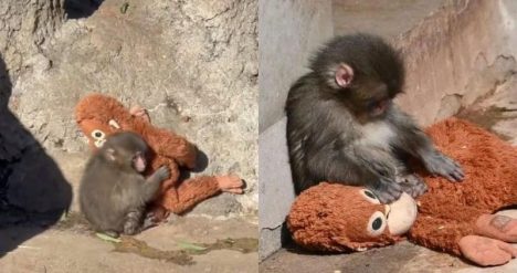 De viral a fenómeno psicológico: lo que revela la historia de Punch y su osito