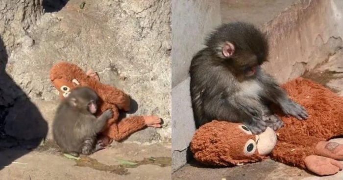 De viral a fenómeno psicológico: lo que revela la historia de Punch y su osito