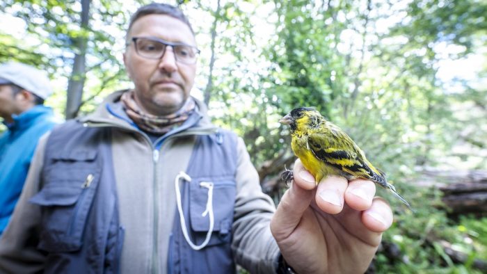 Puerto Williams fue sede de curso internacional de anillamiento de aves