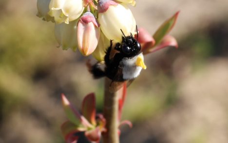 Beesound: app identifica abejas nativas por su zumbido para potenciar la polinización en frutales
