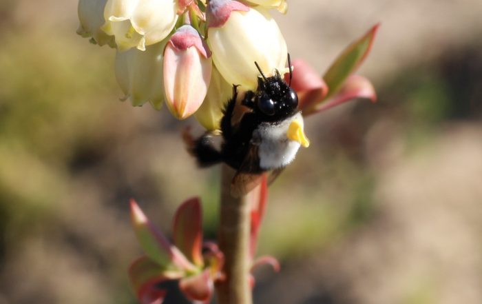 Beesound: app identifica abejas nativas por su zumbido para potenciar la polinización en frutales