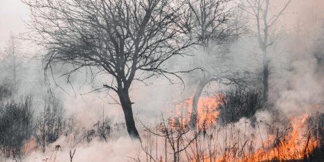 Fuego y lluvia, ¿son los desastres bipolares?