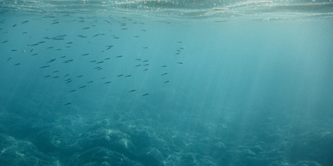 El calentamiento de los océanos reduce hasta 20% la biomasa de peces y amenaza la pesca mundial