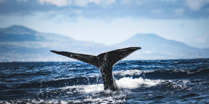 El silencio tras el impacto: ballenas, tráfico y contaminación