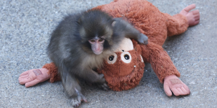 PETA exige trasladar a un santuario al macaco Punch, símbolo viral del zoológico de Ichikawa