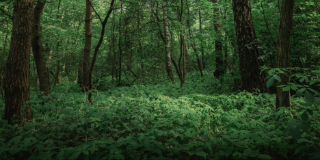 Ecosistemas, el frágil equilibrio que no se debe romper