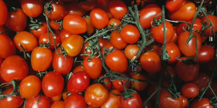 Sabores, talleres y tradiciones: el Día del Tomate vuelve al MUT con una fiesta para los sentidos