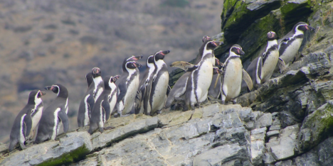 Chile declara al pingüino de Humboldt Monumento Natural y refuerza su protección en todo el país
