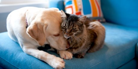 Nuevos seguros para el cuidado de mascotas y viajes internacionales