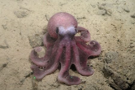 Científicos chilenos descubren nueva especie de pulpo que amplía la biodiversidad del Pacífico