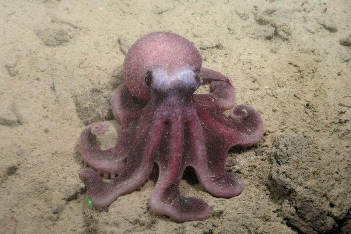 Científicos chilenos descubren nueva especie de pulpo que amplía la biodiversidad del Pacífico
