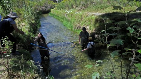 Alertan que sin canal Bellavista, principal humedal urbano de Región de Coquimbo podría desaparecer