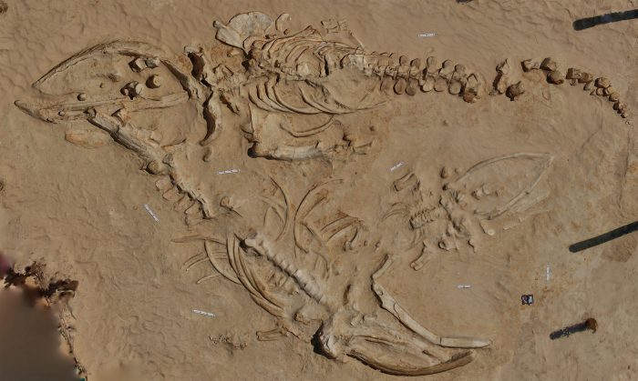 Paleontología de Atacama: libro permite a región chilena reconstruir en detalle su prehistoria