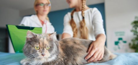 Panleucopenia felina