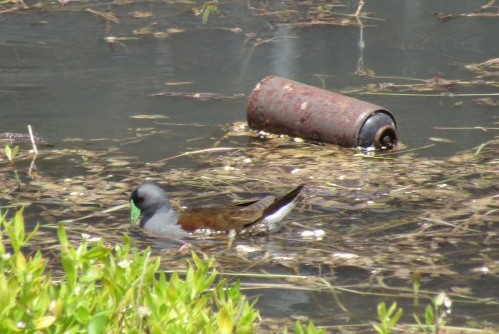 Humedales de Región de Valparaíso en riesgo: estudio revela fuerte baja de aves por expansión urbana