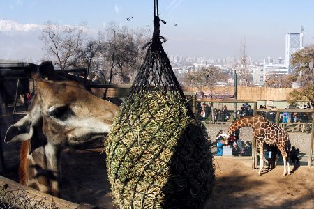 Zoológico Metropolitano: así funciona el acceso gratuito con reserva previa