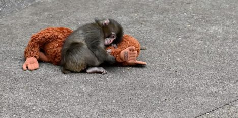 Un mono viral, su peluche y un experimento de hace 70 años: lo que Punch nos enseña sobre el apego