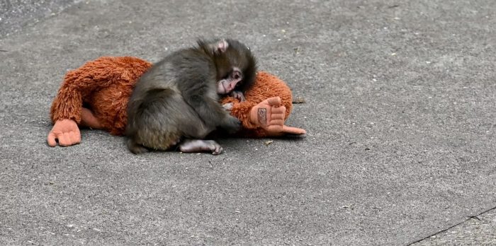 Un mono viral, su peluche y un experimento de hace 70 años: lo que Punch nos enseña sobre el apego