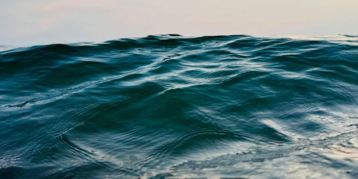 Olas de calor marinas y cambio climático reducen poblaciones de peces hasta 19,8% anual