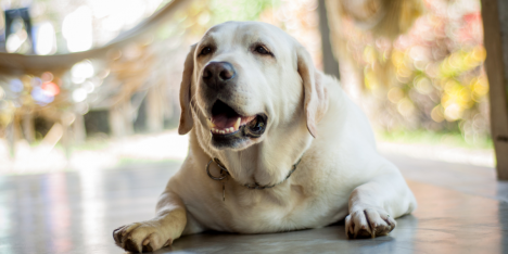 Estudio vincula el sobrepeso en perros con mayor presión ocular y riesgo de glaucoma