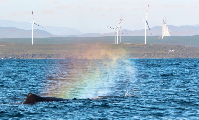 Avistamientos de cachalotes en Isla Chañaral despiertan interés científico y turístico