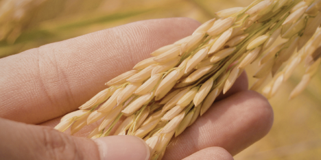 Investigación chilena estudia germen de trigo como alternativa para enfermedades intestinales