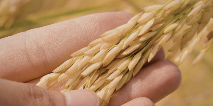 Investigación chilena estudia germen de trigo como alternativa para enfermedades intestinales