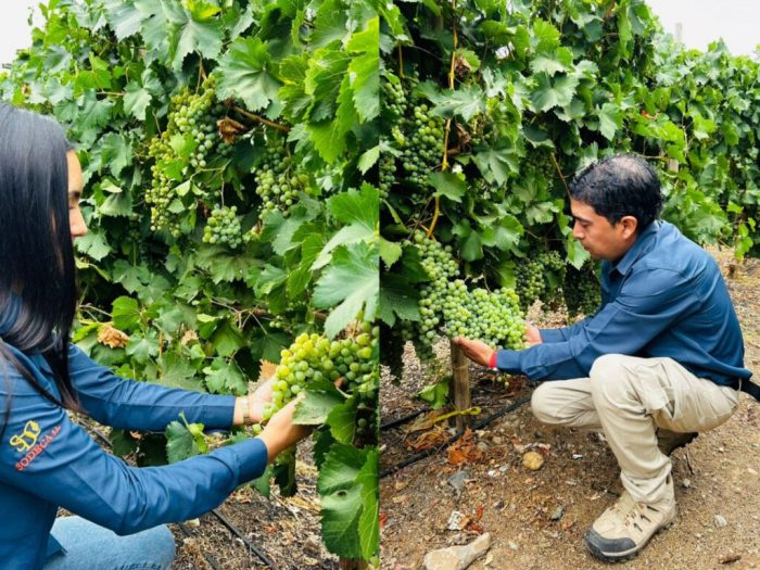 Vendimia 2026: Cooperativa Control inyectará más de $ 8.600 millones a la economía regional