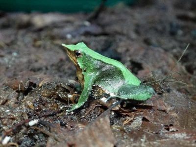 La ranita de Darwin como especie para conservar los bosques templados