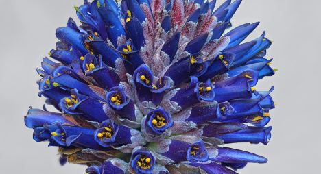 Exposición “La Invención de las flores” en Los Vilos