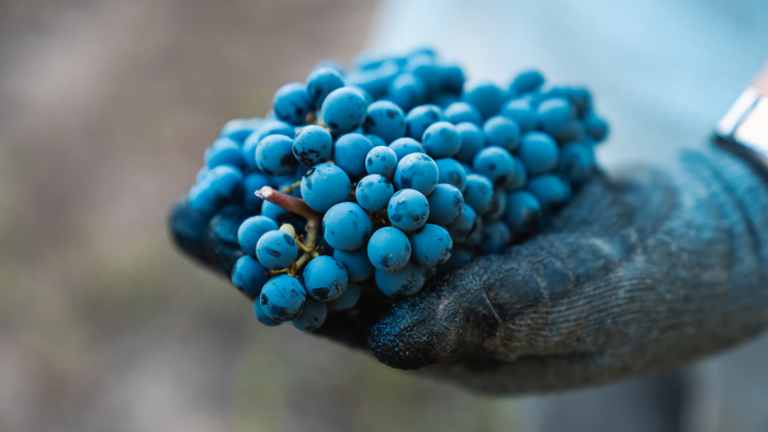 Vendimia 2026 se adelanta en Chile y proyecta vinos de alta calidad en distintas zonas