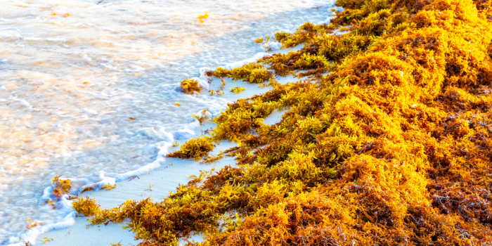 Mujeres de pueblos originarios lideran monitoreo biocultural para proteger el mar en Chile