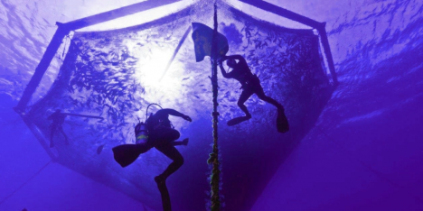 Siete muertos en un mes: el costo humano de la industria salmonera