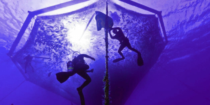 Siete muertos en un mes: el costo humano de la industria salmonera